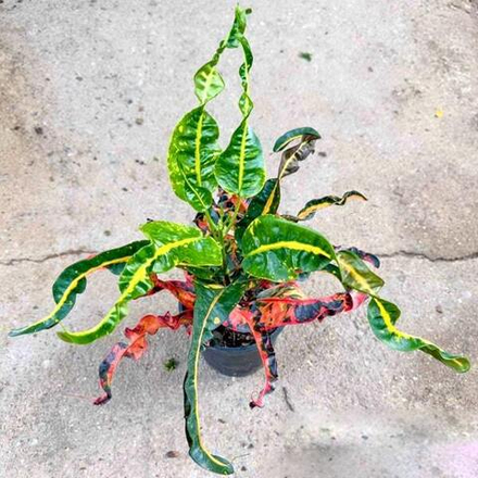 Кротон WUKONG – GABILLA PUCKSA