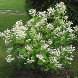 Гортензия метельчатая Эрли Гарри (3/6 веток) Закупка М59 апрель 2026