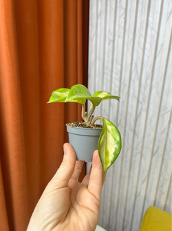 Хойя Карноза Медиопикта, D6см Н10см, 1шт, Urban Jungle