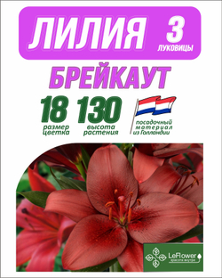 Лилия Луковица, Брейкаут, разбор 18/20, 3 шт