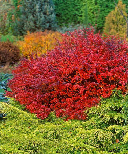 Барбарис Тунберга Дартс Ред Леди С3 Закупка М60 июнь 2026