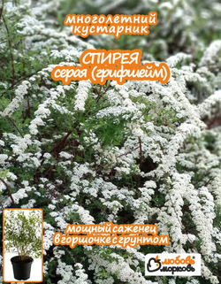 Саженец, Спирея, Серая