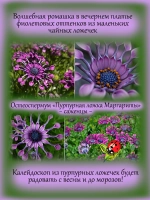 Остеоспермум Пурпурная ложка Маргариты