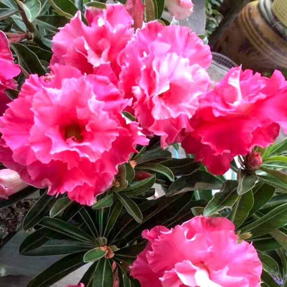 Адениум CAMELIA