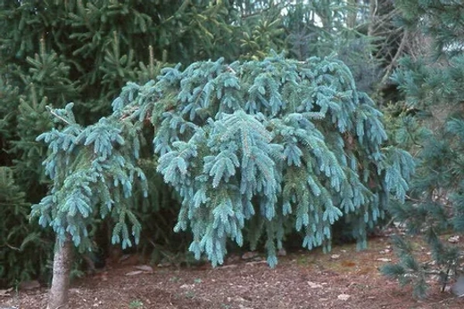 Ель обыкновенная Зе Блюз С12 80-100 см Закупка М49 весна 2026