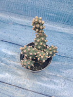 Tephrocactus Molinensis (Тефрокактус)