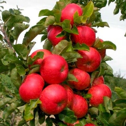 Яблоня колоновидная Готика