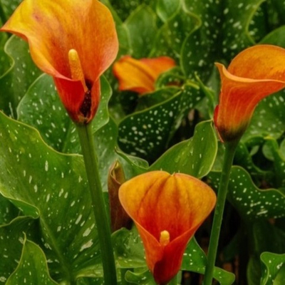 Калла   Оранж Каунти