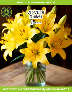 Лилия Луковица, Павиа, 1 шт