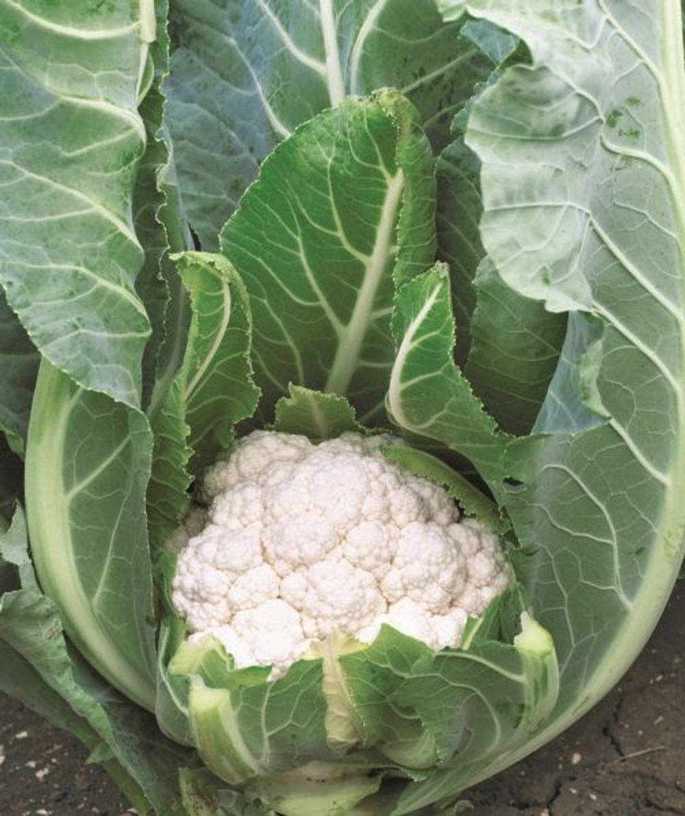 Капуста цв. Алмагро F1 (50шт) Витагрин Профи