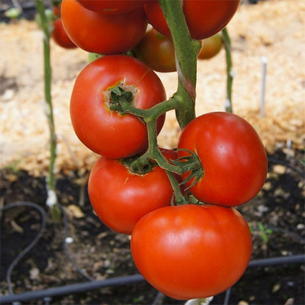 Семена томата Президент 2 F1, Seminis, 5 шт.