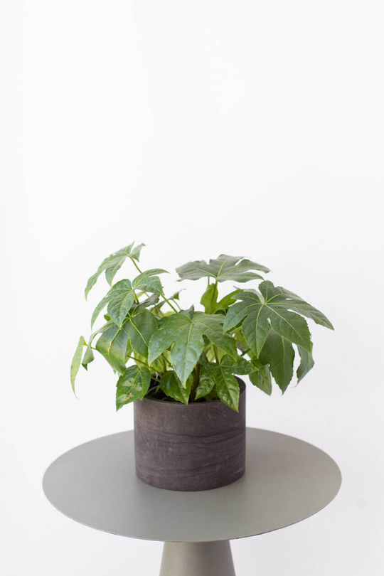 Фатсия японская