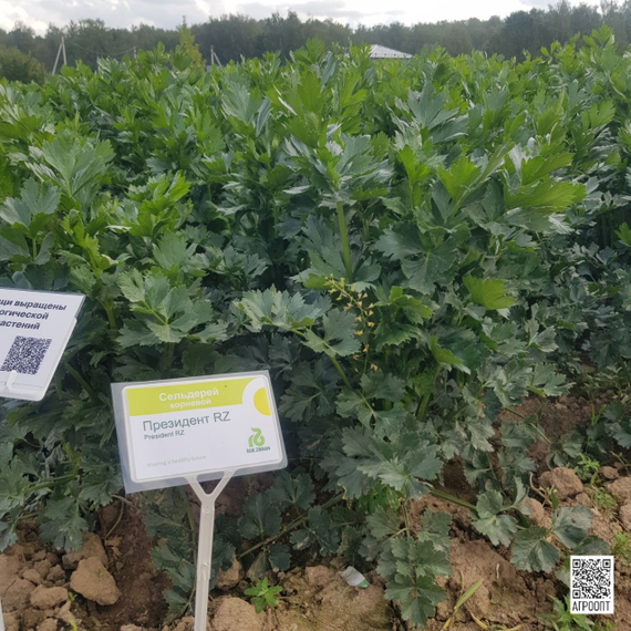 Президент РЗ семена сельдерея (Rijk Zwaan / Райк Цваан) – фото 4