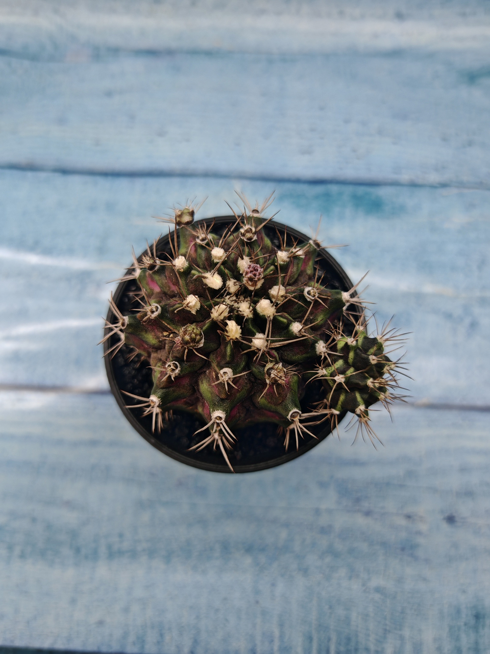 Gymnocalycium T-Rex Pink hybride (Гимнокалициум)