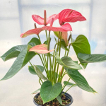 Антуриум Андре LIVIUM RUBY (H75)