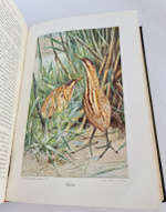 "Жизнь животных (в 7-ми томах)". А.Э. Брэм. 1914г.