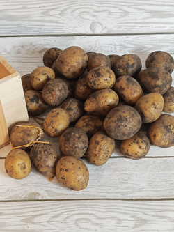 Картофель Гала