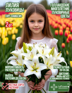 Лилия Луковица, Замбези, восточная, разбор 22/24, 2 шт