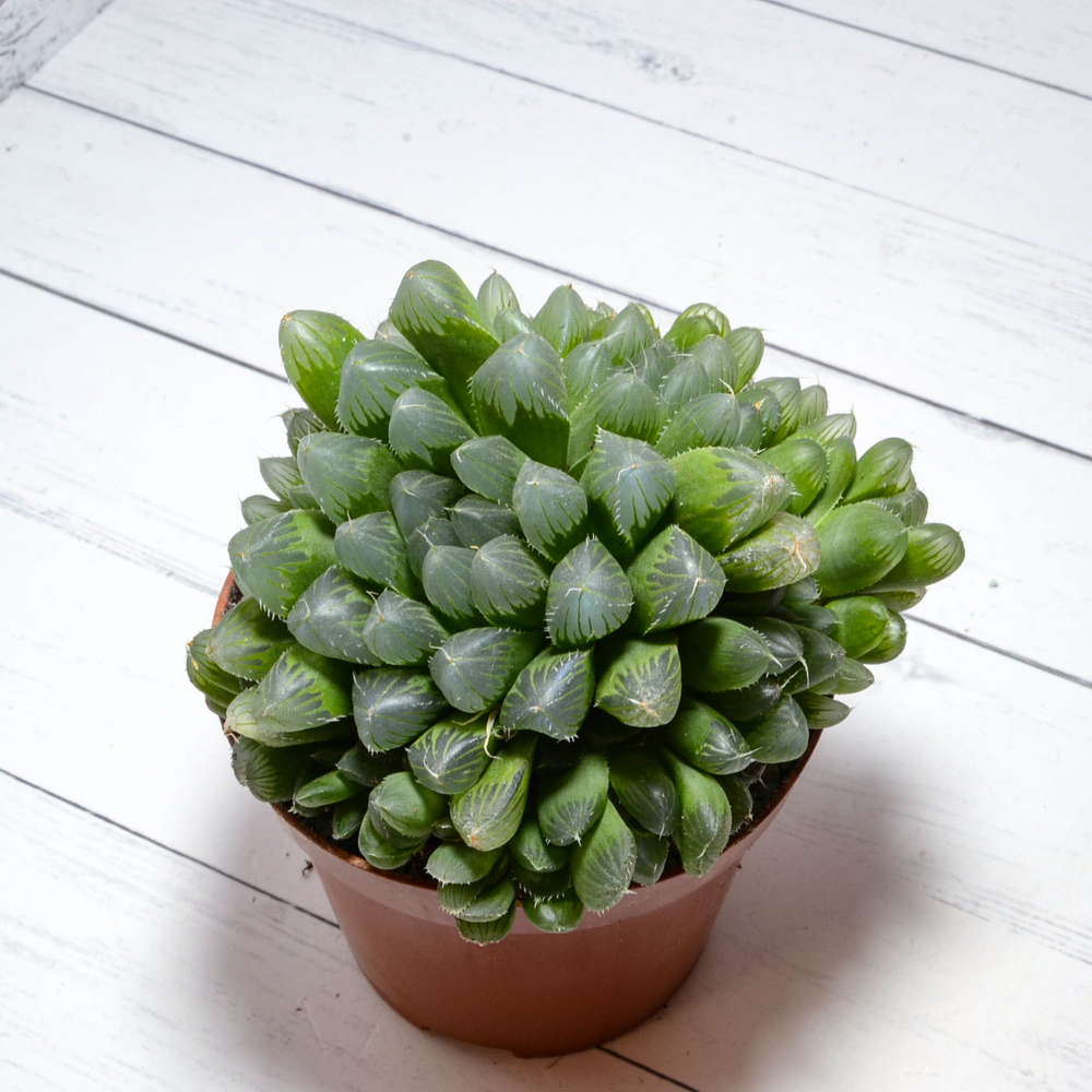 Haworthia Cooperi Venusta (Хавортия)