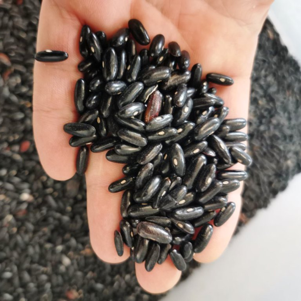 Фасоль Чёрная Кустовая Черокки - Black Bush Cherokee Bean