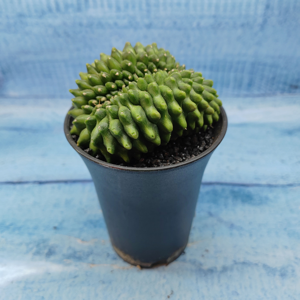 Gymnocalycium Spineless Crested form (Гимнокалициум Кристатный)