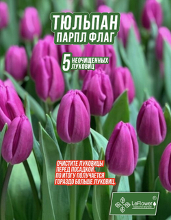 Тюльпан Луковица, Пурпл Флаг 5 шт