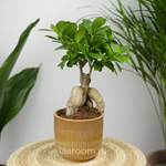 Фикус микрокарпа Гинсенг 12/30