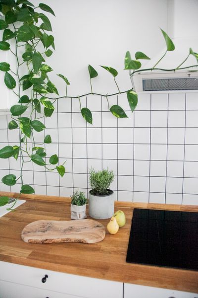 Лучшие растения для кухни