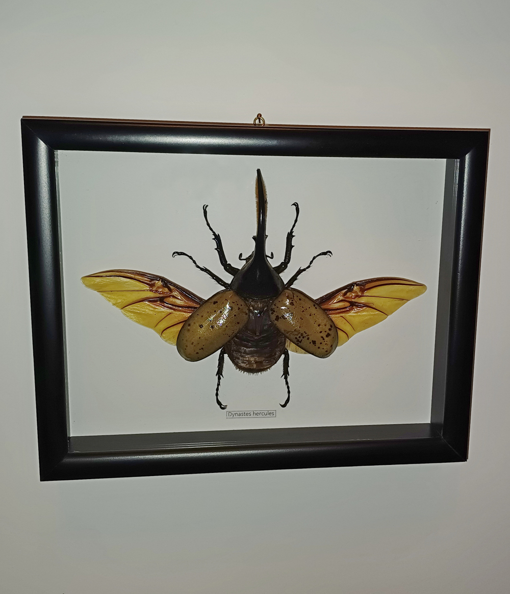 Жук Dynastes hercules 120 мм в рамке