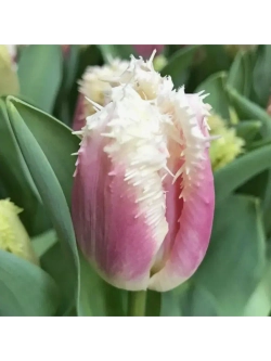 Тюльпаны Hawaii 4 шт, набор луковиц