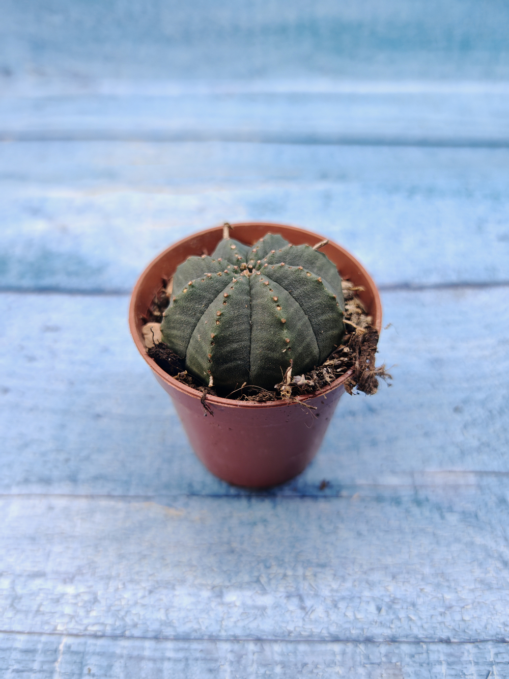 Euphoria Obesa (Эуфорбия)