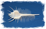 Ракушка Мурекс Пектен (Murex pecten) 8-12 см