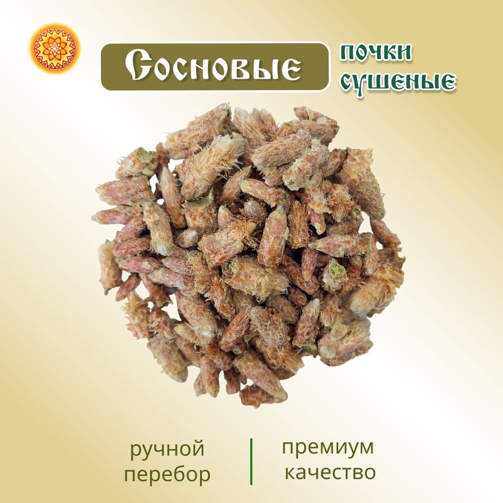 Сосновая почка.