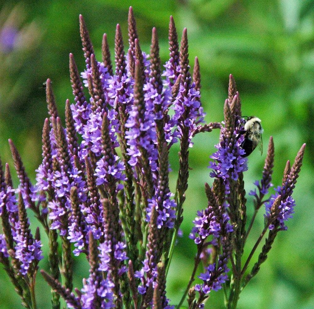 Вербена копьевидная. Verbena hastata.