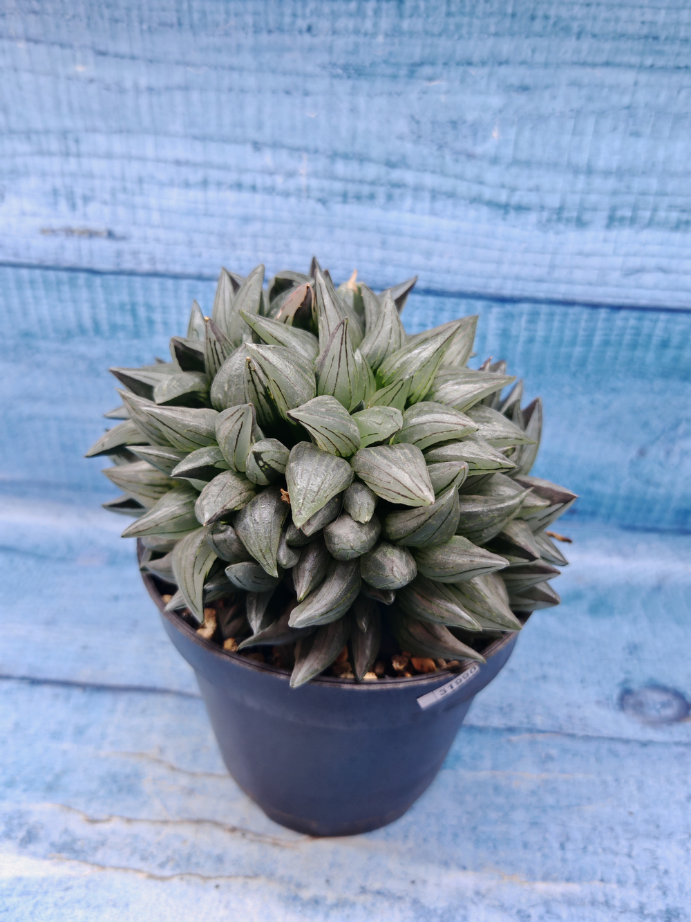 Haworthia Atrofusca Mutant (Хавортия)