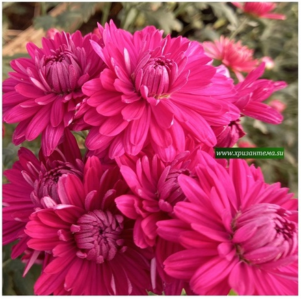 Хризантема мультифлора Precocita lilac м.380 /поставка весна 2026г/