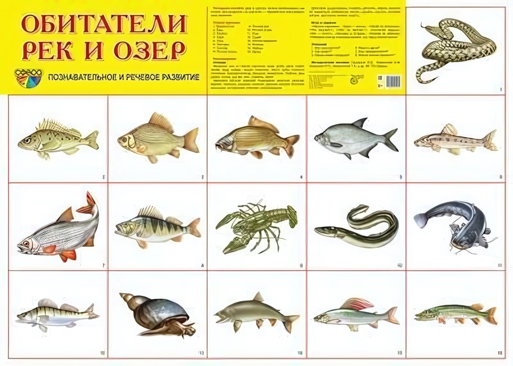 Плакат демонстрационный супер А2 "Обитатели рек и озер" (Сфера)