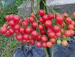 Розовый Кварц Мультифлора / Rose Quartz Multiflora
