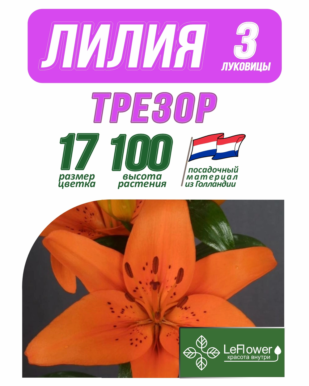 Лилия Луковица, Трезор, разбор 18/20, 3 шт