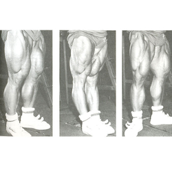 Новая энциклопедия бодибилдинга