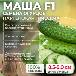 МАША F1 семена огурца (Seminis | Alexagro)