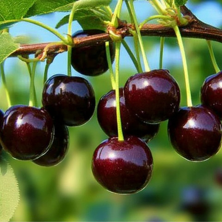 Вишня Шоколадница