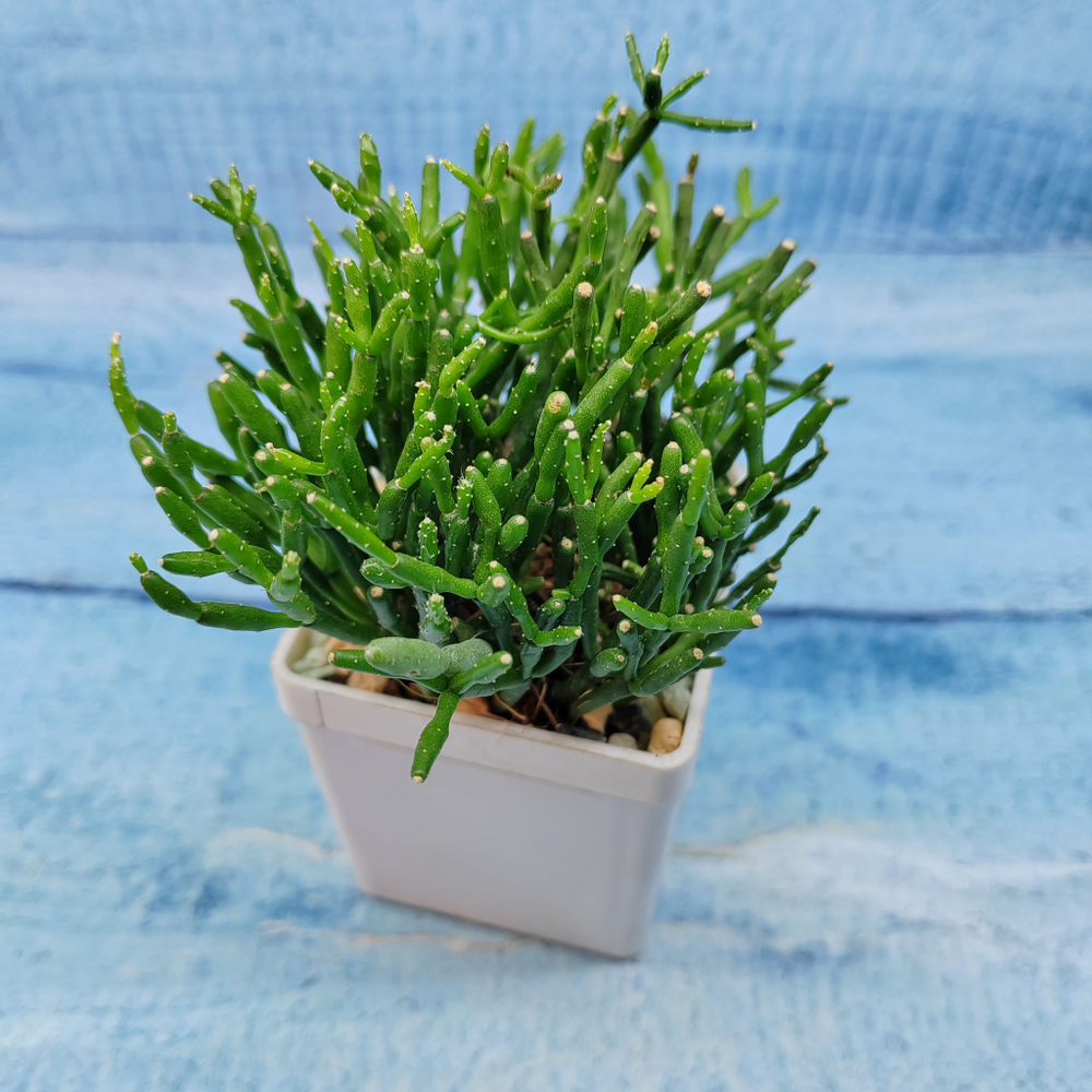Rhipsalis Cereuscula (Рипсалис)