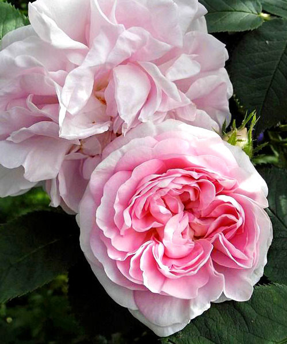 Роза канадская Хайди С4 Закупка М43 июнь 2026