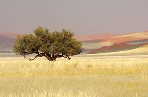 YanFroloff Afrique