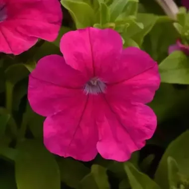 S60203 Петуния кустовая Multiflora LO RIDER® ROSE 10 шт.