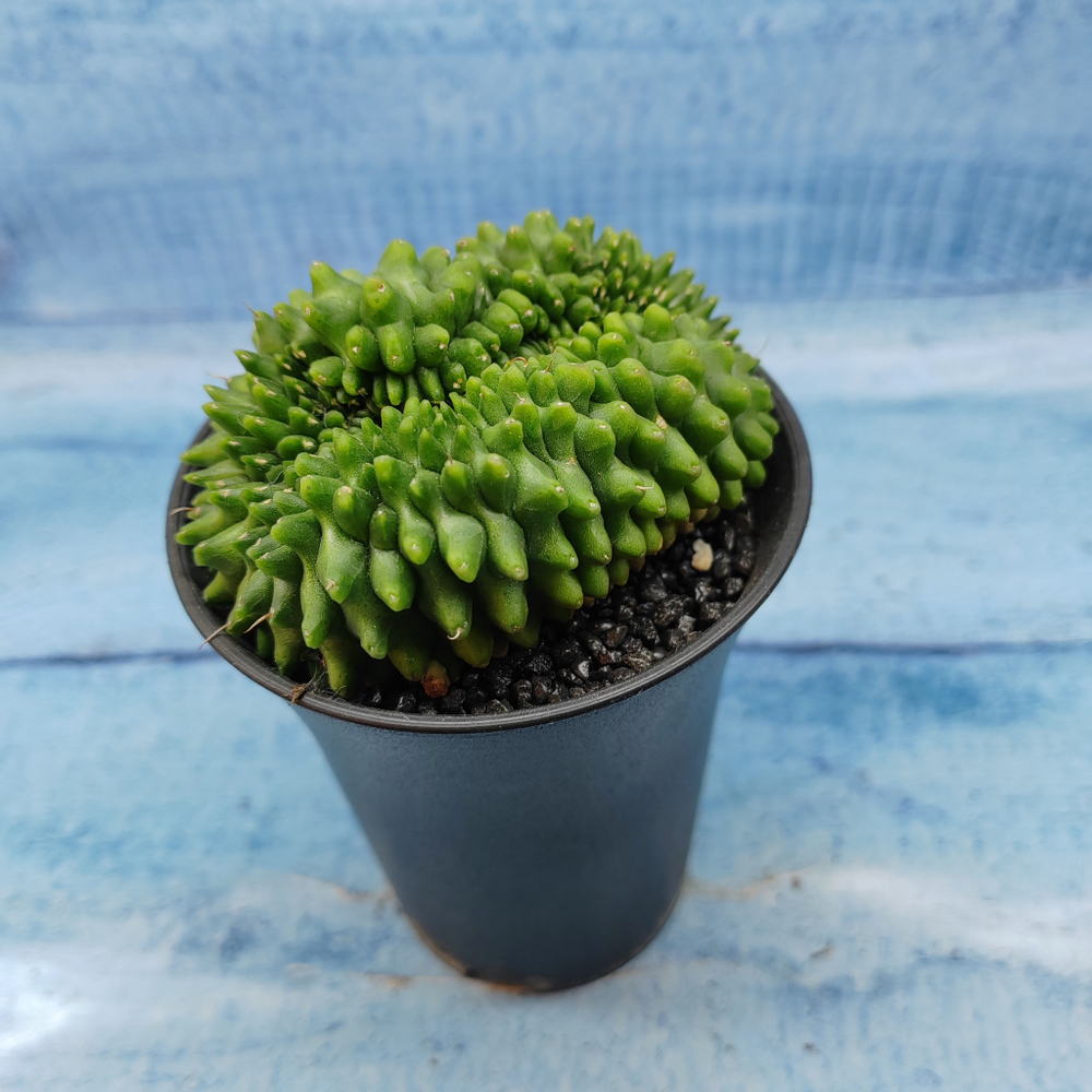 Gymnocalycium Spineless Crested form (Гимнокалициум Кристатный)