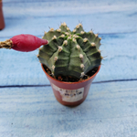 Gymnocalycium Friedrichii (Гимнокалициум)