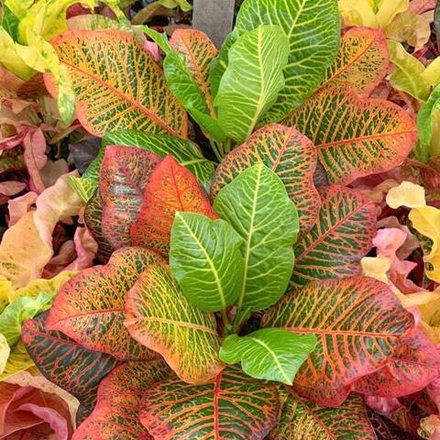 Кротон SAWEETREE