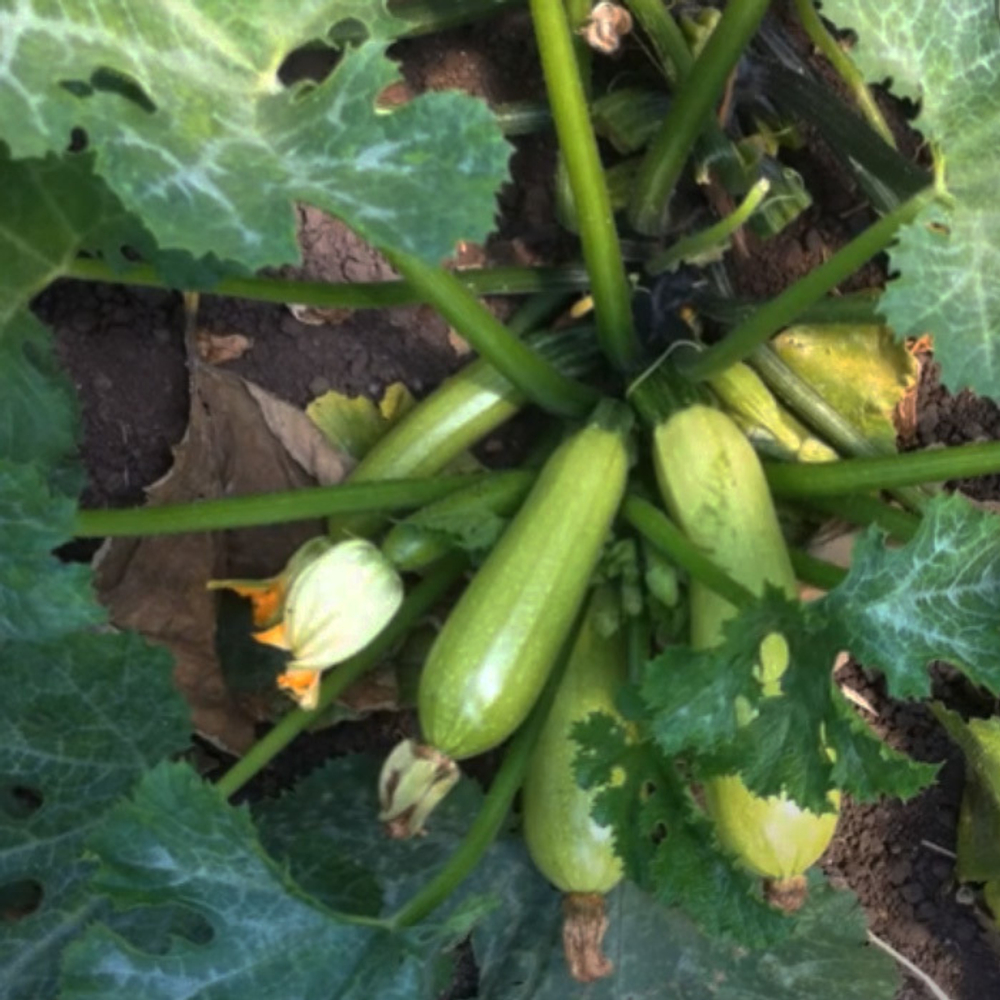 Байкал F1 семена кабачка (Sakata / Саката)